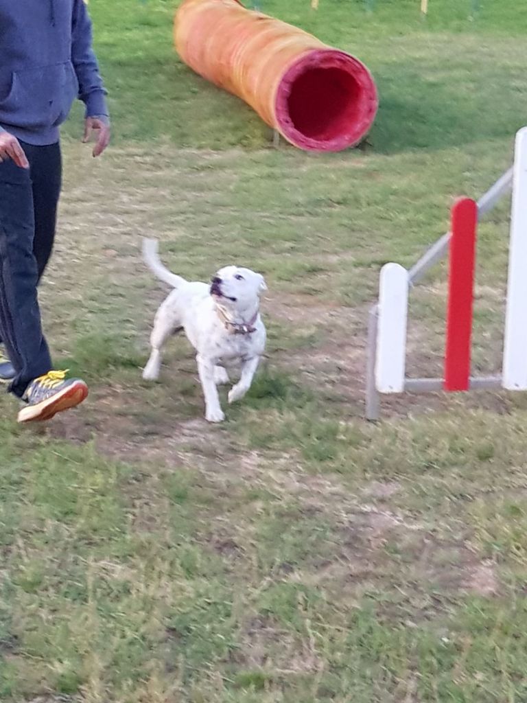 lexxy et l'agility